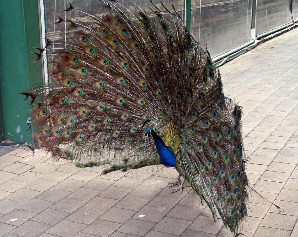 Peacock in Dining Area
